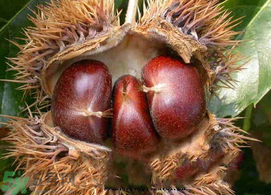 怎样储存板栗,板栗如何保鲜储藏