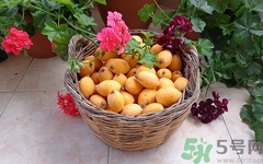 儿童吃枇杷好吗,小宝宝能吃枇杷吗