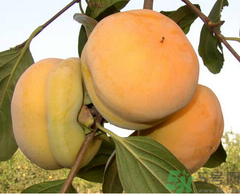 柿子有助于减肥吗?,柿子吃多了有什么好处和坏处