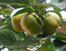 关于柿子的介绍,柿子介绍一下