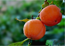 空腹能吃柿子吗?,空腹吃柿子后肚疼咋办