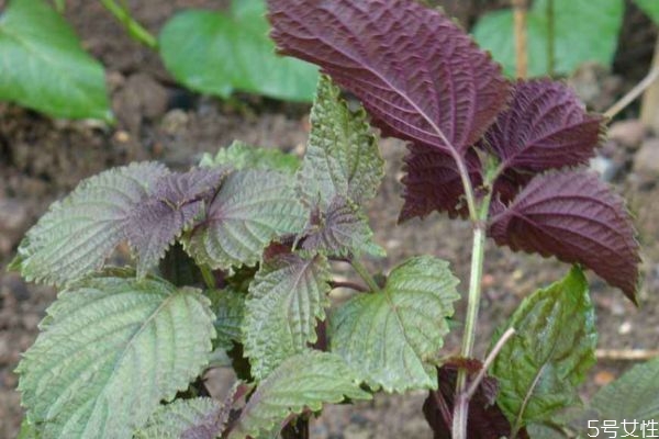 常吃紫苏叶有什么好处,吃紫苏叶有什么好处和坏处