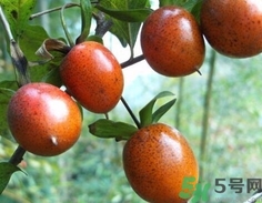 野柿子学名叫什么,野柿子树是什么样子的 野柿子学名叫什么,野柿子树是什么样子的