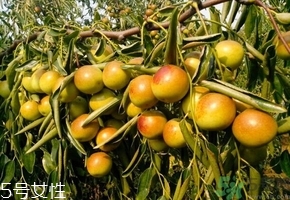 今年沾化冬枣什么价格,沾化冬枣上市时间