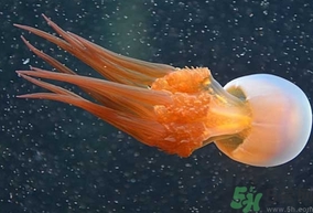 我们吃的海蜇是水母吗,吃的海蜇是水母吗