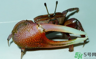 怎样保存活螃蟹,海蟹怎么保存才新鲜,能保存多久