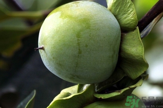 柿子的营养价值和功效,柿子的功效和作用是什么