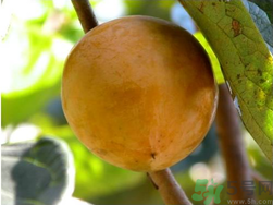 青柿子怎么泡,青柿子怎么泡更甜更脆