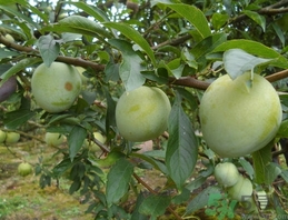 奈李的营养价值及功效和作用,奈李的营养价值