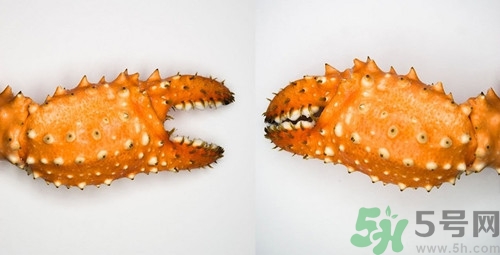 吃醉蟹钳怎么预防寄生虫,罐装的醉蟹钳有寄生虫