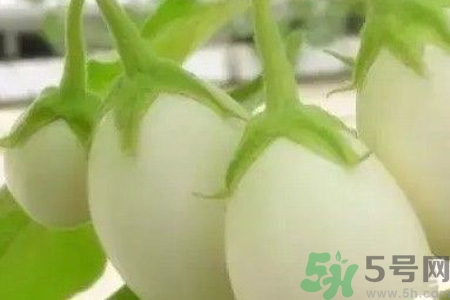 蛋树是什么树,蛋树是什么样子的