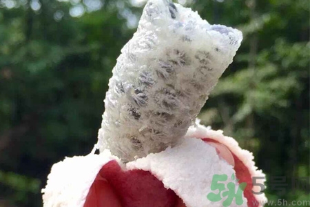 什么是野香蕉,野香蕉是什么样子的