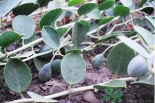 野西瓜的作用和功效,新疆野西瓜功效