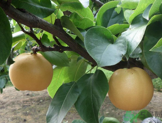 丰水梨的特点,丰水梨的特点口感