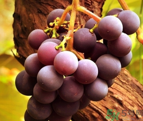 巨峰葡萄怎么有酒味,巨峰葡萄有酒味正常吗