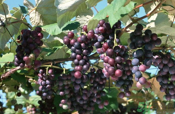 巨峰葡萄可以酿酒吗,巨峰葡萄可以酿葡萄酒吗