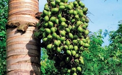 吃槟榔到底会不会致癌,长期吃槟榔会致癌吗