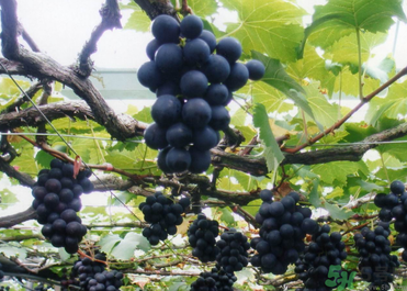 巨峰葡萄图片,巨峰葡萄多少钱一斤