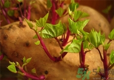 红薯发芽了还可以吃吗有毒吗,红薯发芽能不能吃有没有毒