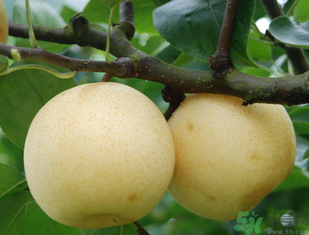 皇冠梨热量高吗,吃皇冠梨的好处