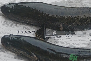 黑鱼怎样杀才是正确的,黑鱼怎样切鱼片