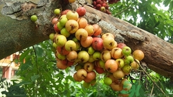 空腹吃无花果好不好,无花果可以空腹吃吗有什么功效