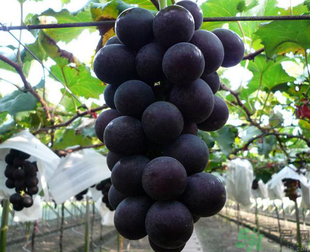 巨峰葡萄图片,巨峰葡萄多少钱一斤