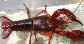 小龙虾如何挑选是最肥最好的,小龙虾如何挑选公母