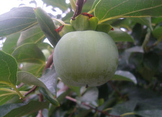 柿子的食用功效,柿子的功效和作用