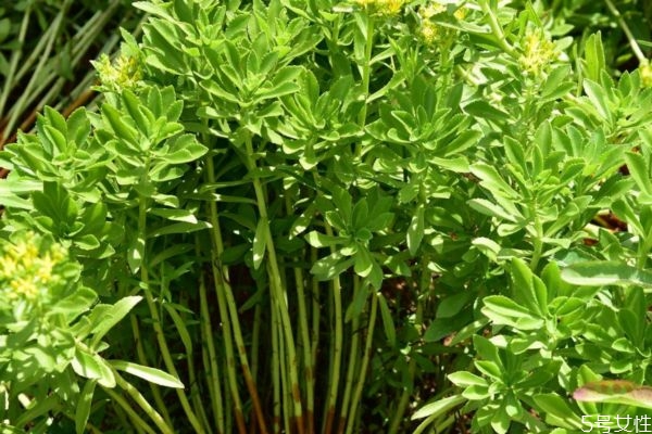 什么是救心菜呢?,救心菜是什么菜