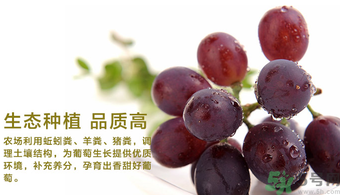 玫瑰香葡萄的特点,玫瑰香葡萄的缺点 玫瑰香葡萄的特点,玫瑰香葡萄的缺点