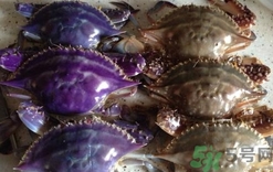 螃蟹变紫色了还能吃吗,螃蟹壳发紫能吃吗