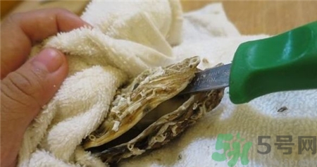 生蚝的壳怎么打开,生蚝的壳子怎么打开 生蚝的壳怎么打开,生蚝的壳子怎么打开