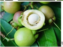 蒲桃和莲雾有什么区别,水果雾莲还是莲雾