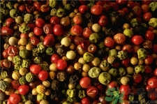 青花椒和红花椒有什么区别,青花椒好吃还是红花椒好吃 青花椒和红花椒有什么区别,青花椒好吃还是红花椒好吃