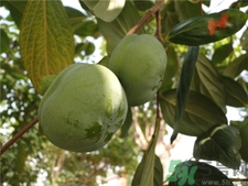 柿子里面的黑点是什么东西啊能吃吗,柿子里有黑点是啥情况