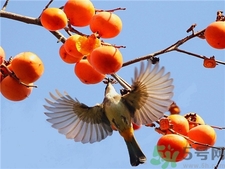 柿子的营养价值和功效和作用,柿子有哪些营养和功效