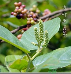 什么是五月茶,五月茶的功效