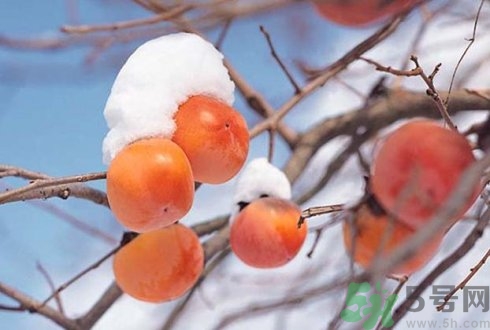 柿子能不能放在冰箱里冷藏,柿子需要放冰箱吗