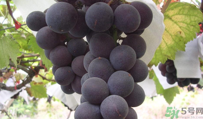 巨峰葡萄吃多了好吗,巨峰葡萄吃多了对人的身体好不好