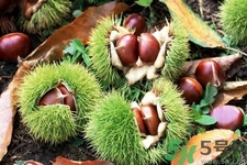 吃栗子会上火么,吃栗子会上火吗怎么办