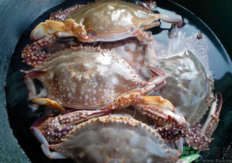 河蟹吃什么能养活家里,活的河蟹如何保存