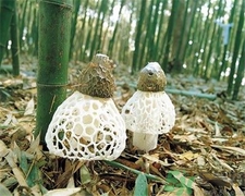 竹荪网状部分可以吃吗,鲜竹荪上面的网状能吃么怎么吃