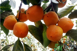 柿子跟螃蟹一起吃有毒吗,螃蟹和柿子一起吃会中毒