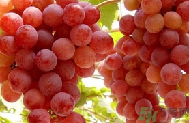 小龙虾和葡萄一起吃了怎么办,虾能不能和葡萄一起吃 小龙虾和葡萄一起吃了怎么办,虾能不能和葡萄一起吃