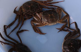 大闸蟹可以放冰箱冷藏吗,大闸蟹生的可以放冰箱吗