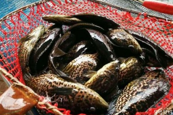 沙姜的功效和作用,沙参的作用