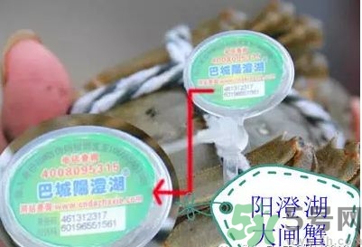 如何辨别阳澄湖大闸蟹的真假,阳澄湖大闸蟹真假鉴别