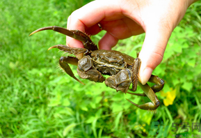 正宗阳澄湖大闸蟹价格一只,阳澄湖大闸蟹怎么存放 正宗阳澄湖大闸蟹价格一只,阳澄湖大闸蟹怎么存放