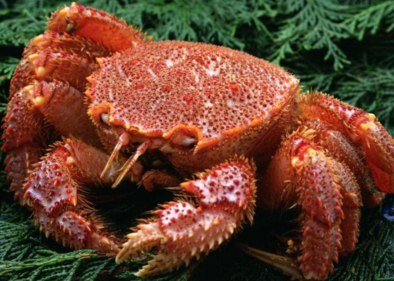 大闸蟹什么时候吃最好季节,大闸蟹怎么吃最好